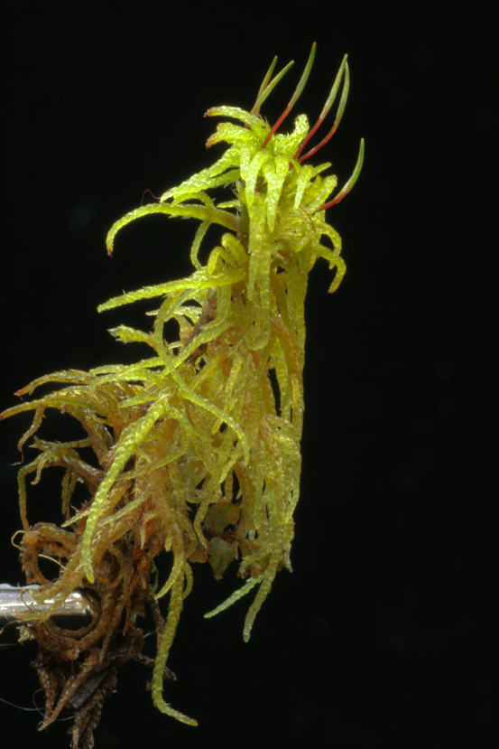 Helodium blandowii var. blandowii